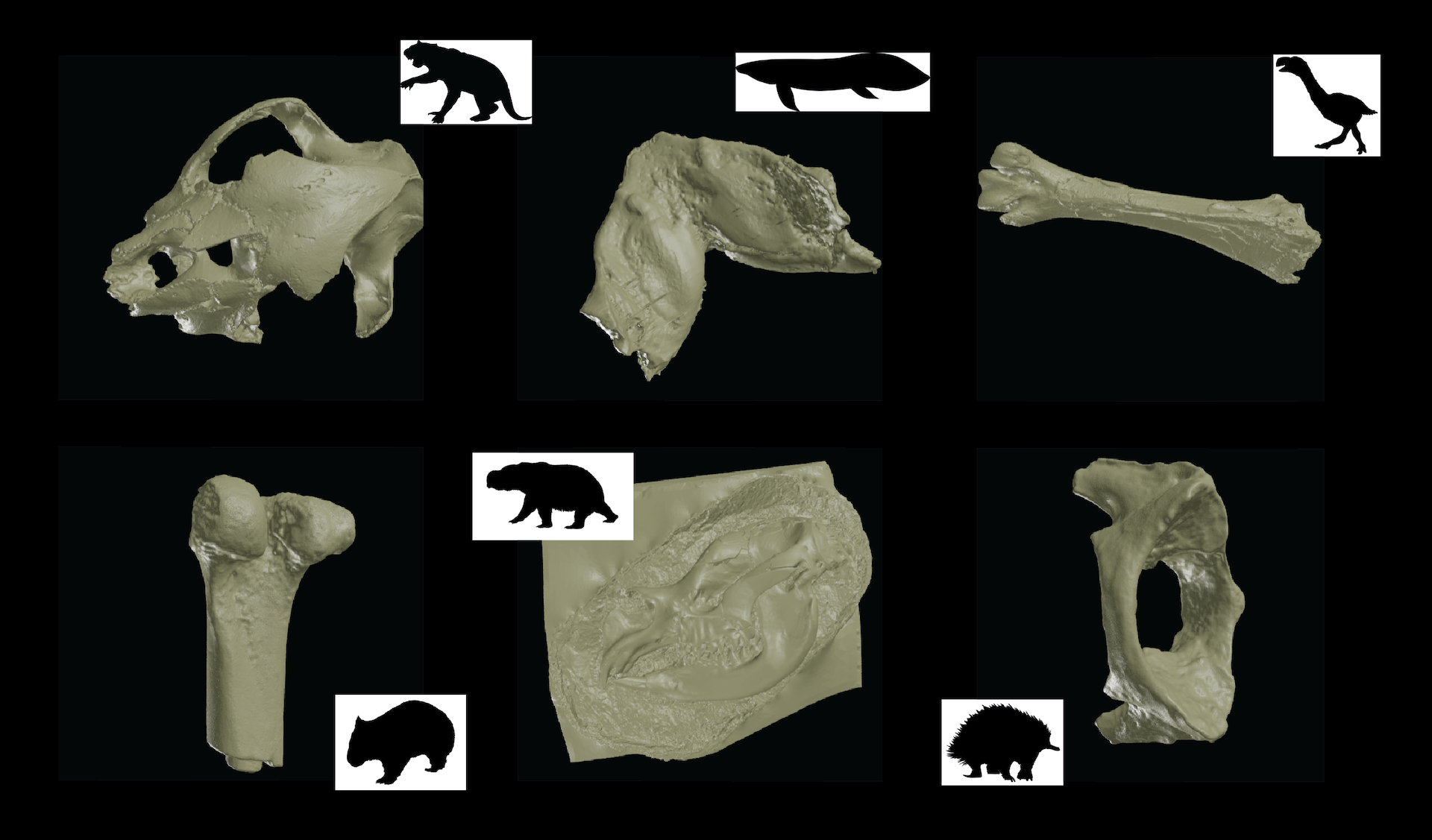 Un colaj prezinta sase modele digitale de fosile insotite de desene cu silueta animalelor din care provin
